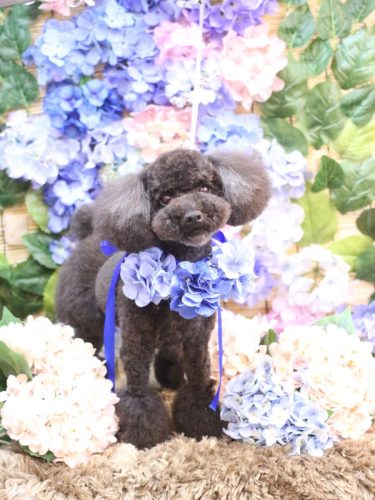 20250619るなちゃん